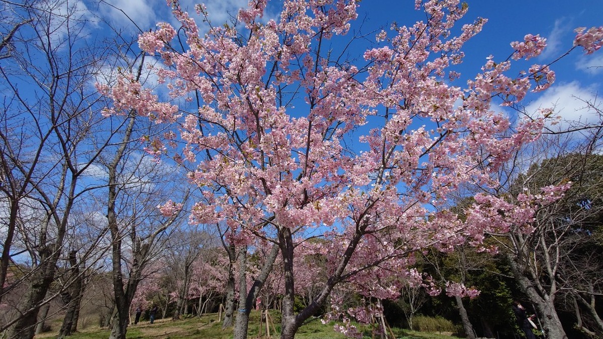 万博記念公園 桜まつり（青空に映える満開の桜並木）